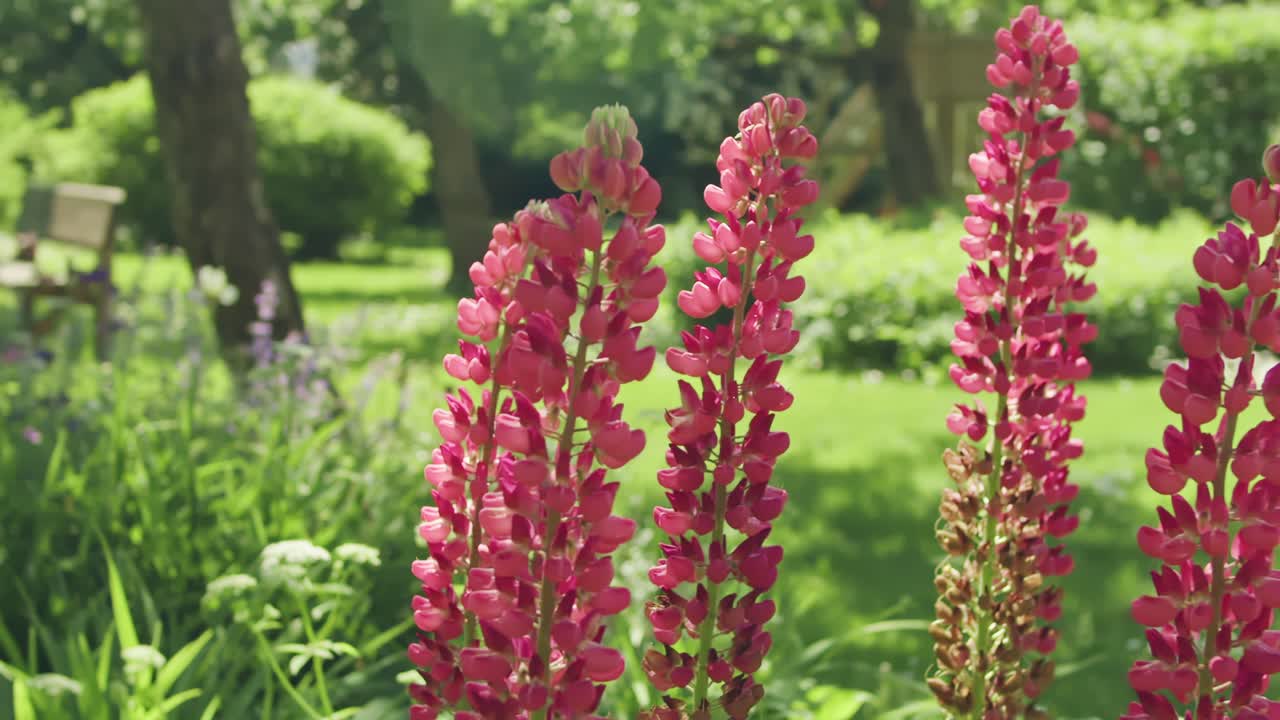 Dynamic shot of a vibrant and lush summer garden with Lupins in full bloom. Warm summer vibe
