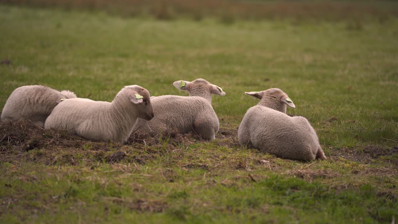 un pequeño grupo de corderos yacía uno al lado del otro para descansar antes de salir a jugar
