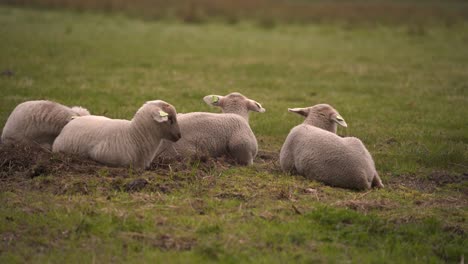 a small group of lambs lay next to each other to rest before going out to play