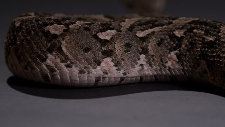 Snake scales of a Puff adder moving along on the ground - close up from behind