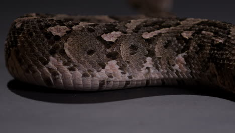 snake scales of a puff adder moving along on the ground - close up from behind