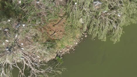 Drone-aerial-footage-of-a-Giant-water-monitor-lizards-on-a-bid-island-sunning