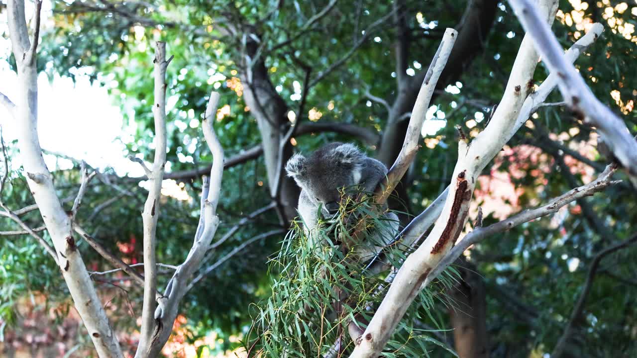 나무 의 잎 을 는 코알라