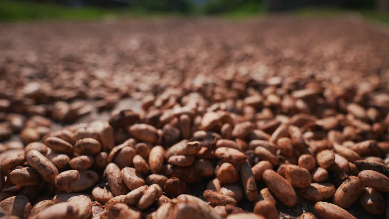 los granos de cacao secos se cierran en una cámara lenta cinematográfica