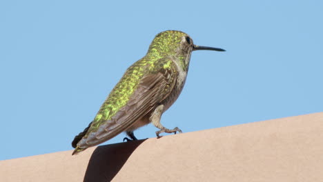 close up of green hummingbird taking flight slow motion