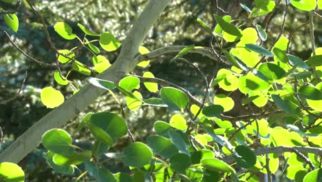 las hojas soplan en la brisa verde