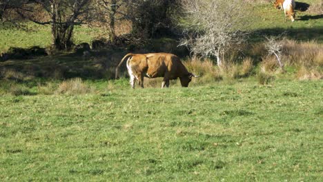 rubia gallega cattle grazing in galician spanish meadow