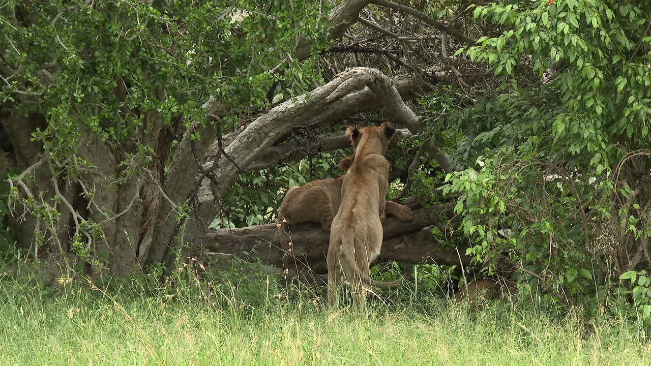 Løveunger hilser på hinanden på en gren i skyggen af et træ, Maasai Mara, Kenya