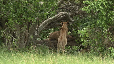 Leones-Jóvenes-Saludándose-En-Una-Rama-A-La-Sombra-De-Un-árbol,-Maasai-Mara,-Kenia