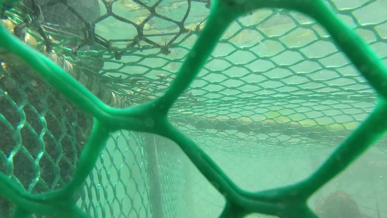 살아있는 가시 랍스터가 함정에 빠지게 됩니다. 수중 산란장, nasa, 느린 영상 클로즈업