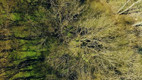 top view of the tree's in the farm