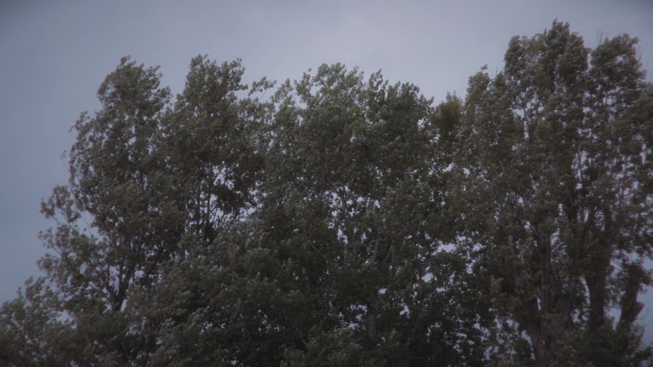 Tall Trees Swaying in Strong Wind Under Overcast Sky