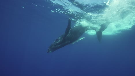 Young-humpback-whale-approaches-in-clear-water-around-the-island-of-Tahiti,-south-Pacific,-French-Polynesia