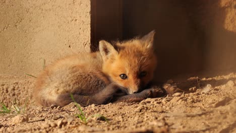 Close-up-of-an-American-Red-Fox-cub-curled-up-on-the-floor-near-an-urban-structure-as-it-looks-towards-the-camera