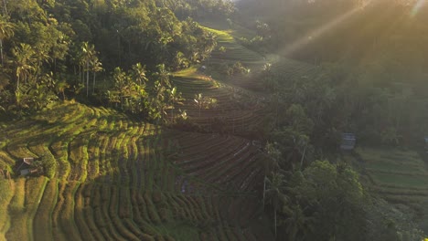 Glowing-morning-sun-rays-lighting-rice-terracing-nestled-in-the-jungle-covered-volcano-hillside,-Bali,-Indonesia