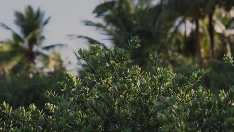 pan shot of palm trees in a tropical island during a bright morning