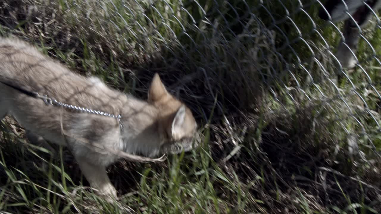 Muddy baby wolf meeting another adult wolf for the first time