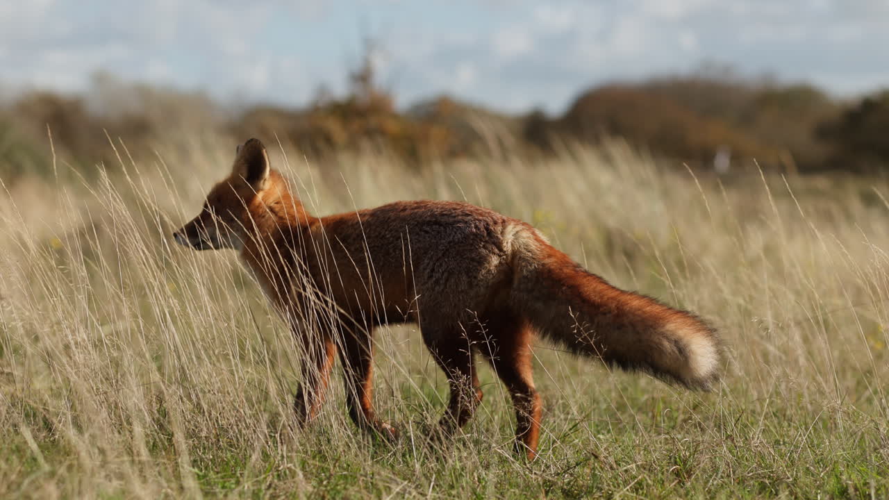 красная лиса в поле