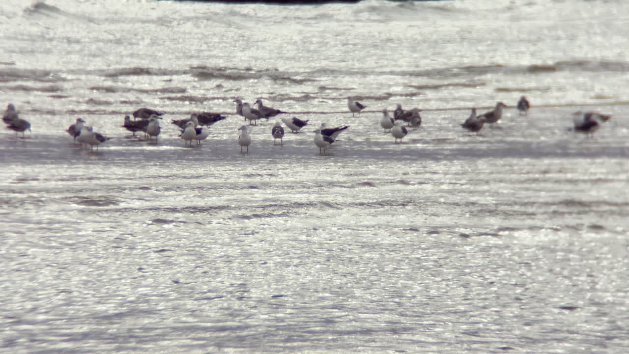 Static view of a group of seagulls in shallow water. Daylight
