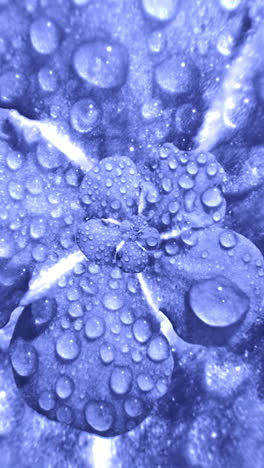 close-up view of a flower petal with water drops