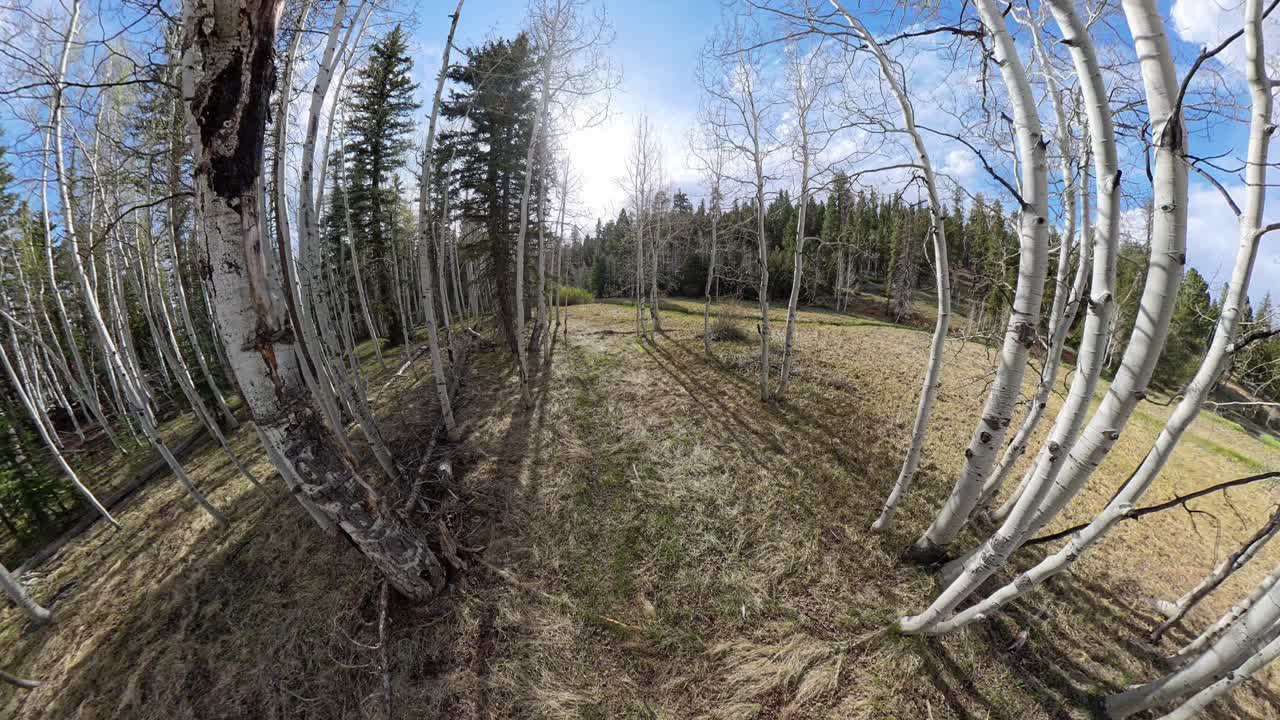 Top Down of red haired man in an aspen tree forest in Utah