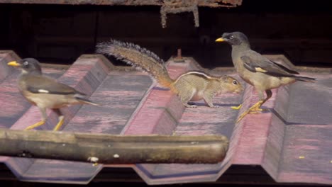 mayna and squirrel eating on roof india