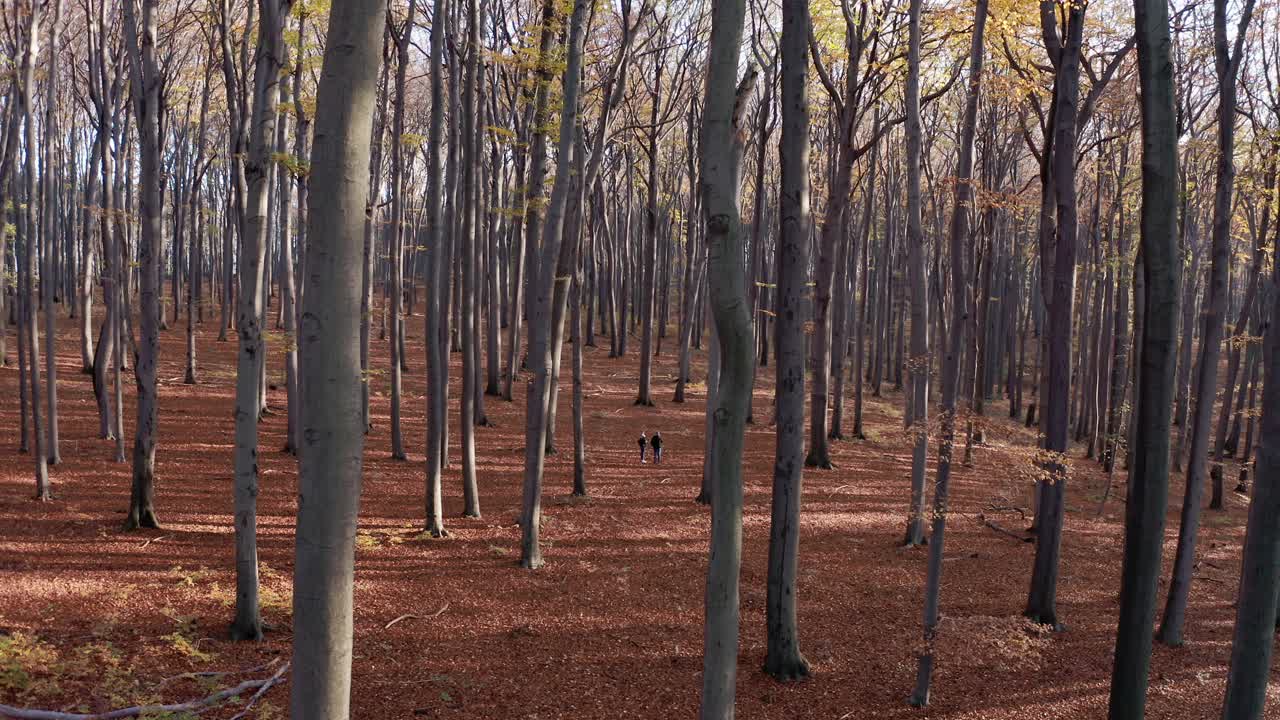 부부는 가을 공중에서 숲에서 산책
