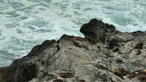 vista aérea de pájaros negros parados cerca de leones marinos descansando en rocas con olas del océano pacífico en el fondo