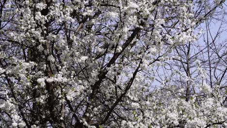 Camera-movements-showing-blossoming-white-trees-in-the-spring-time