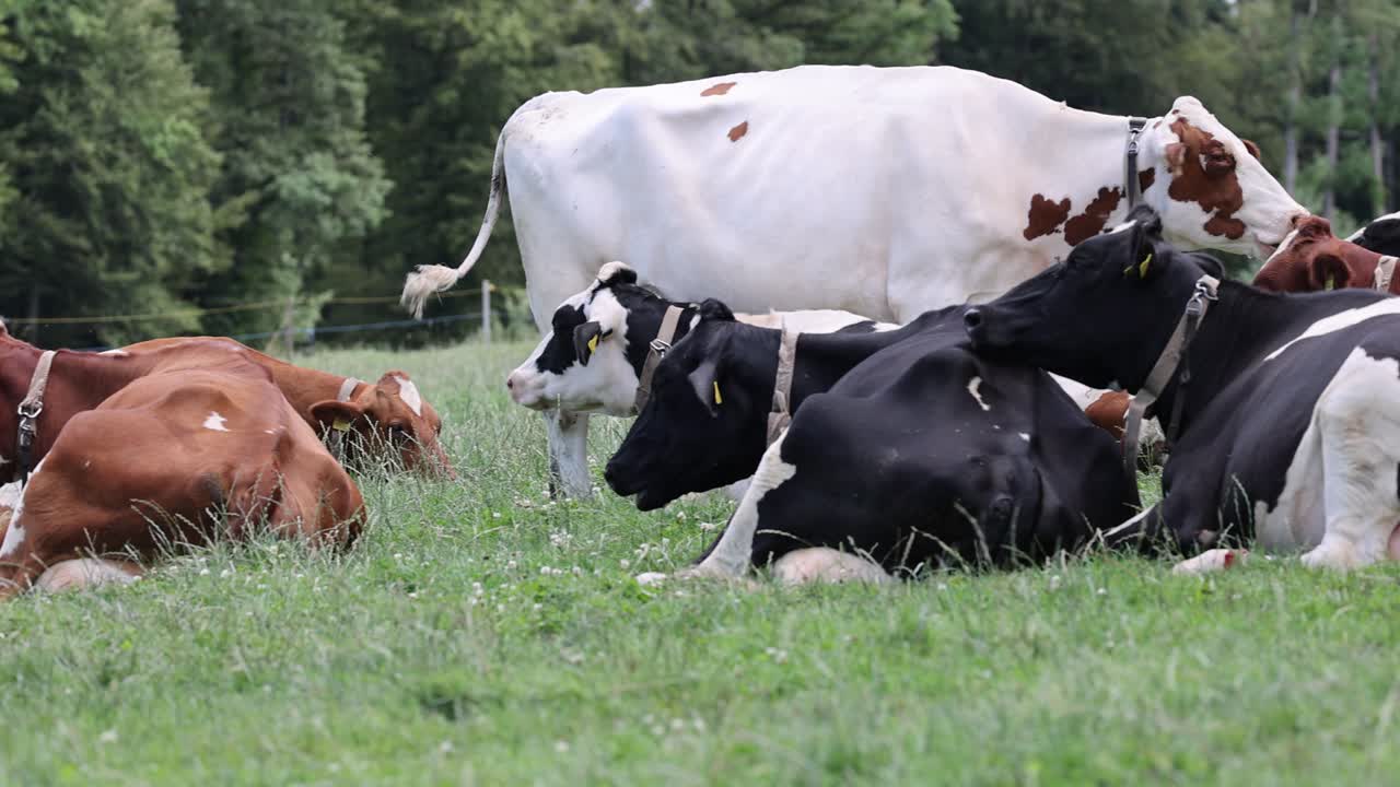 Carrellata di una mandria di mucche a riposo al pascolo nei colori nero e marrone, al rallentatore