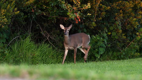 Hembra-De-Venado-De-Cola-Blanca-Caminando,-Alerta,-Moviendo-La-Cola-Con-árboles,-Maleza-En-El-Fondo