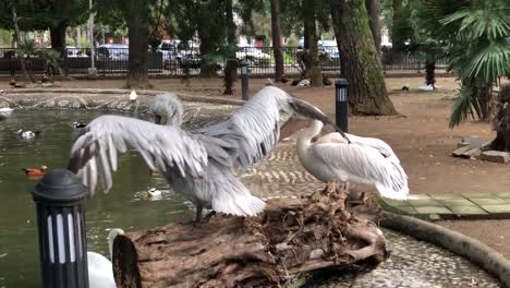 stork wants to enter the pool