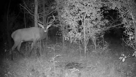 el ciervo rojo macho (cervus elaphus) se detiene frente a la cámara y luego sigue adelante. saaremaa, estonia.