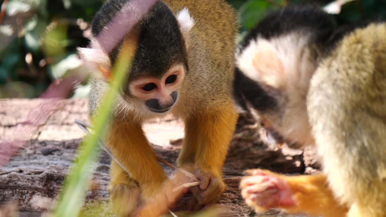 lindos monos ardilla bebé comiendo comida en la selva durante el día soleado, de cerca