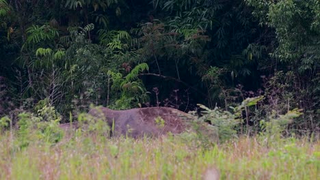 Los-Elefantes-Asiáticos-Son-Especies-En-Peligro-De-Extinción-Y-También-Son-Residentes-De-Tailandia