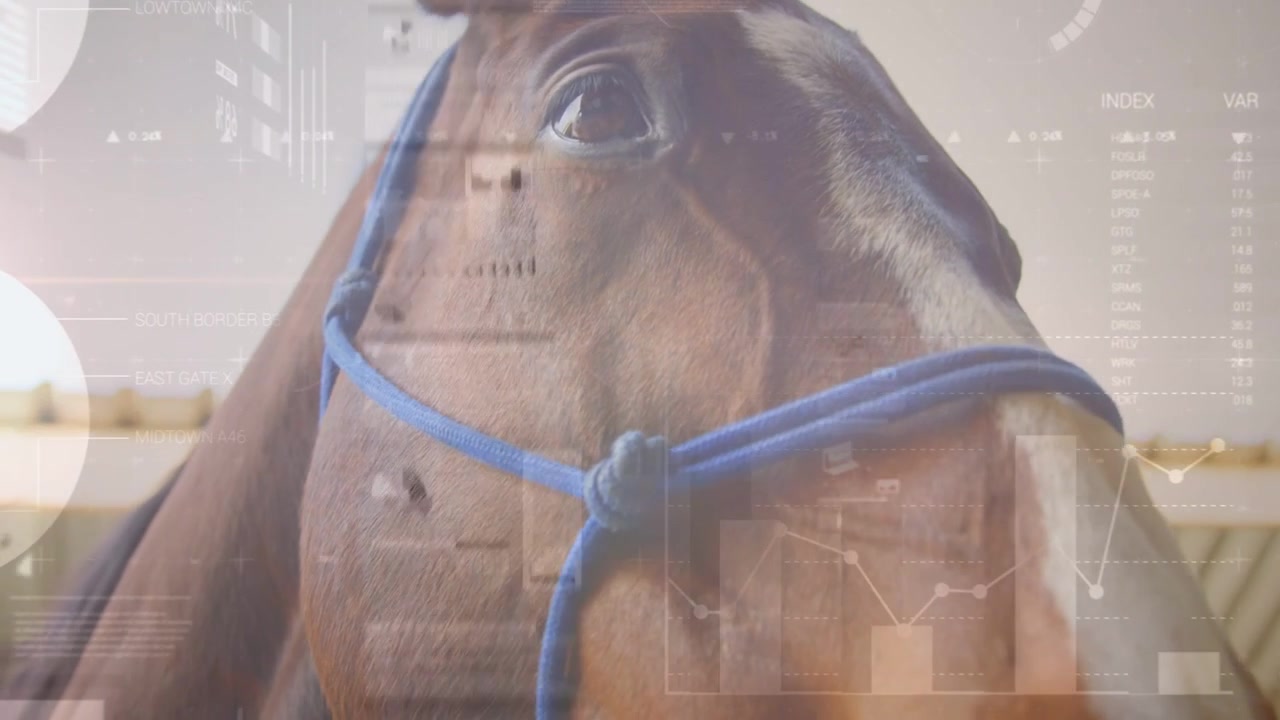 La telecamera si allontana, mostrando il muso di un cavallo con cavezza blu e occhio, mentre le sovrapposizioni si spostano, mostrando i parametri vitali.