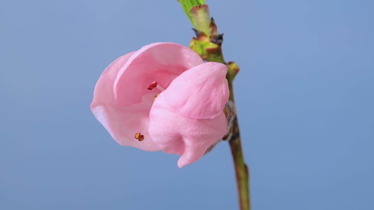 macro time lapse flores del árbol de cereza sacura que se abren en la pantalla azul de primer plano