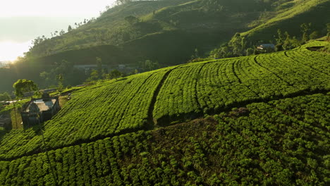 Drone-shot-rising-over-sunlit-tea-plantations,-sunny-evening-in-Sri-Lanka,-Asia