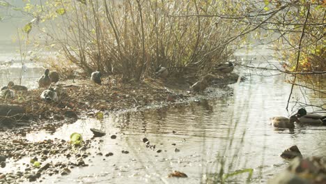 mallard ducks at a river in 4k slow motion