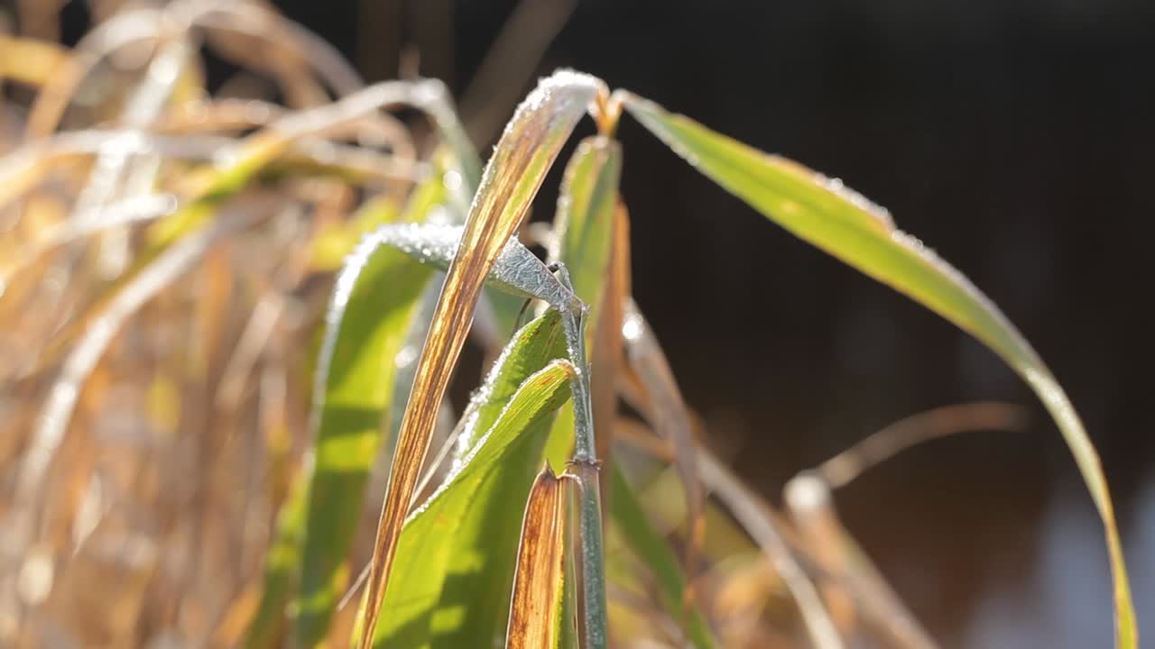 primera helada en el día de invierno temprano en la hierba