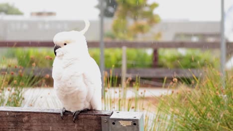 white cockatoo sitting on a wooden fence