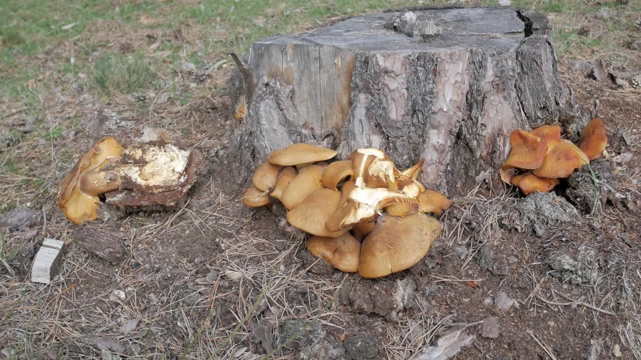 Mushrooms growing on the stump of a tree in a forest environment, natural growth