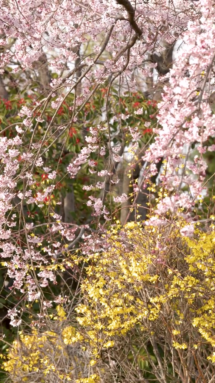 A slow downward tilt reveals vibrant pink sakura branches and yellow forsythia in spring.