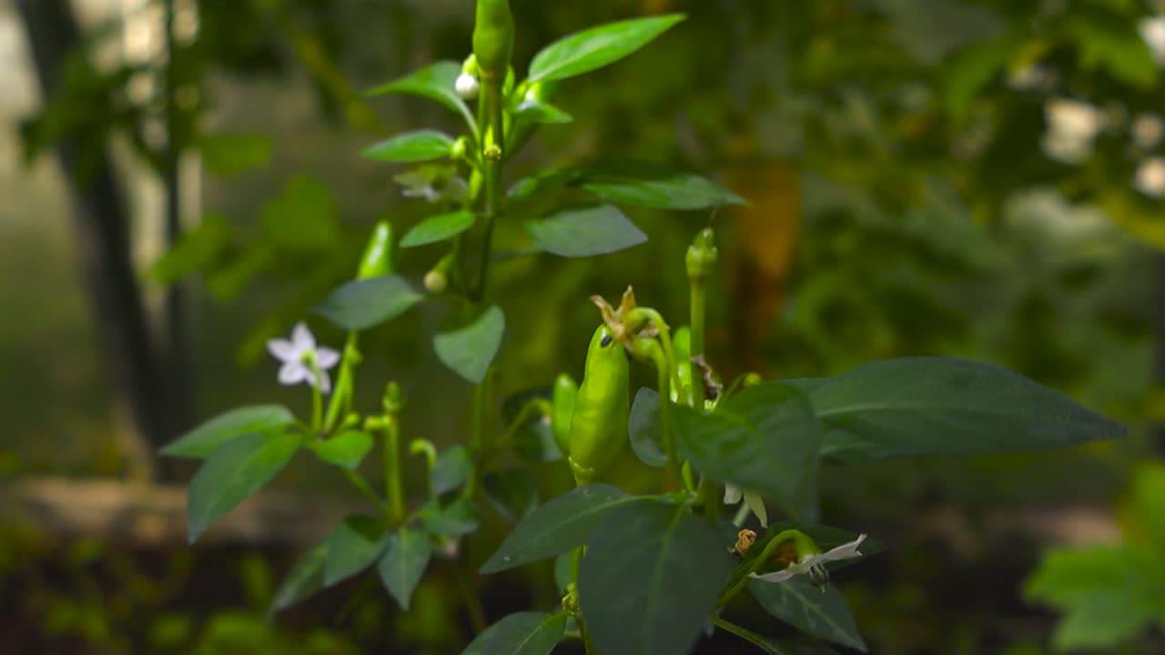 Close up view glides around vibrant green chili pepper stems. Unripe chilies growing among spicy plants white blossoms in soft-focus greenhouse with blurred garden plants under summer shaded sunlight