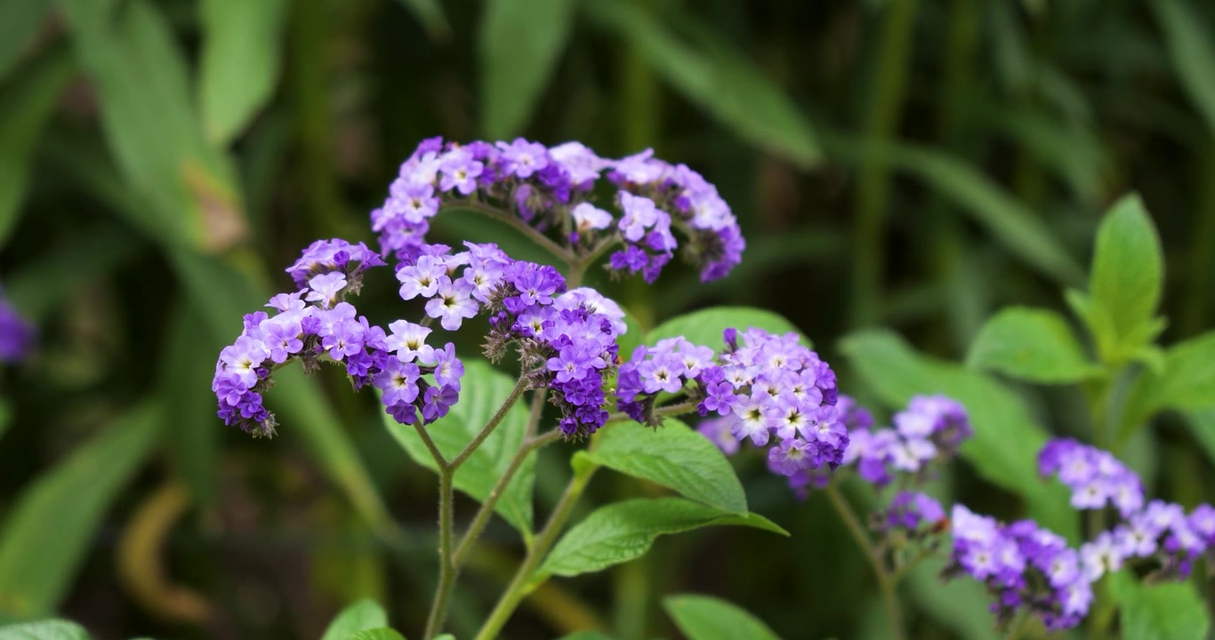 Eliotropio (Heliotropium arborescens) nei Giardini Butchart di Victoria, Columbia Britannica, Canada