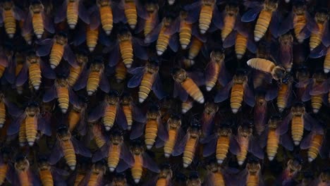 honey bees are known to build large colonies of nest with symmetrical pockets made of wax for them to store honey as their food source