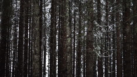 Nevando-En-Cámara-Lenta-En-El-Bosque