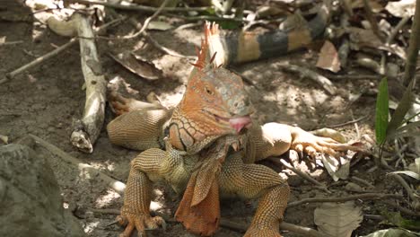 Großer-Orangefarbener-Leguan,-Der-Seine-Zunge-Herausstreckt