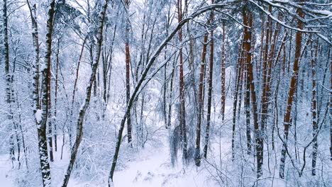 Ramas-Nevadas-En-El-Bosque.-Fondo-De-Hadas-De-Invierno