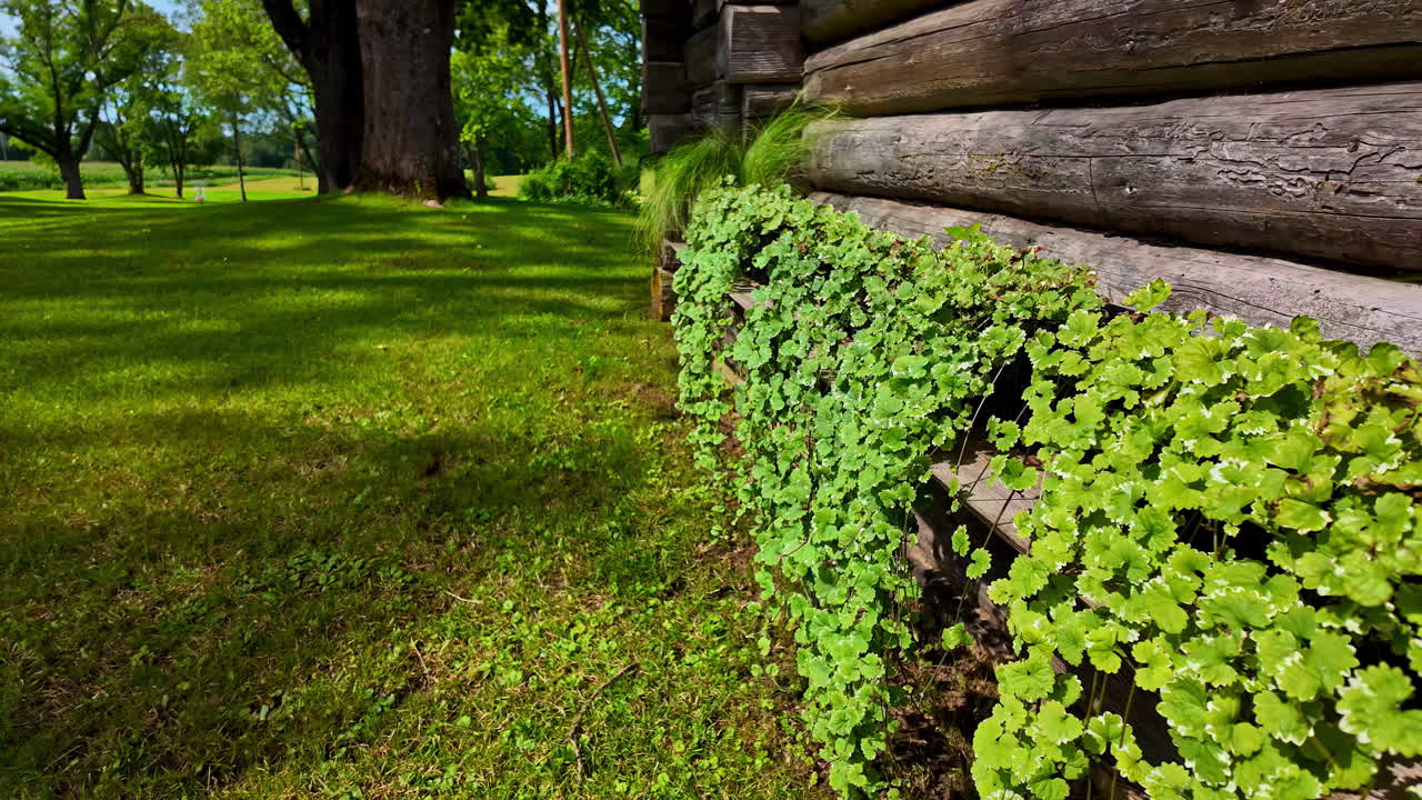 Green Plants Growing on a Log Cabin Wall